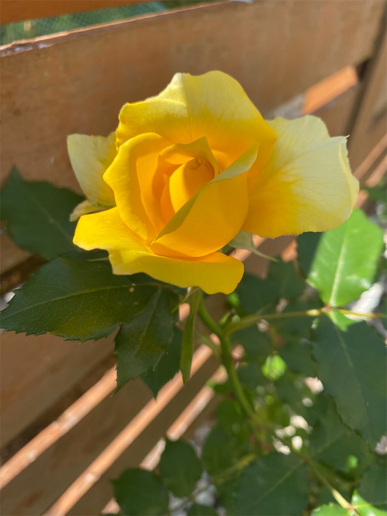 f:id:gardenharmony:20260522083225j:image