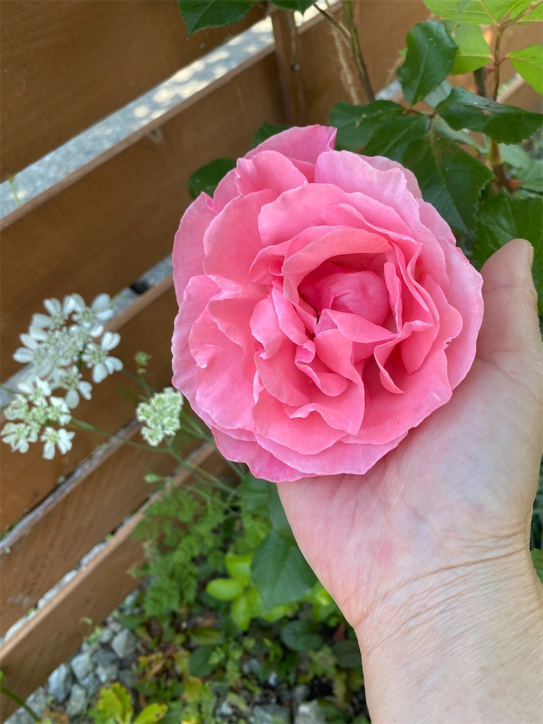 f:id:gardenharmony:20260525223645j:image