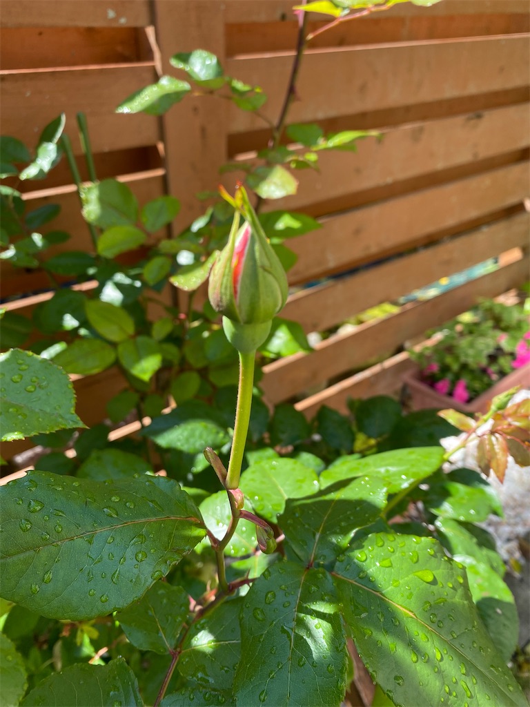 f:id:gardenharmony:20260530203940j:image