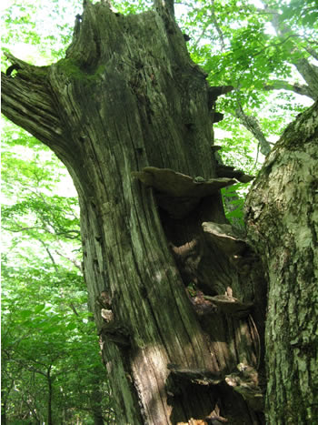 f:id:gari2:20140907101335j:plain