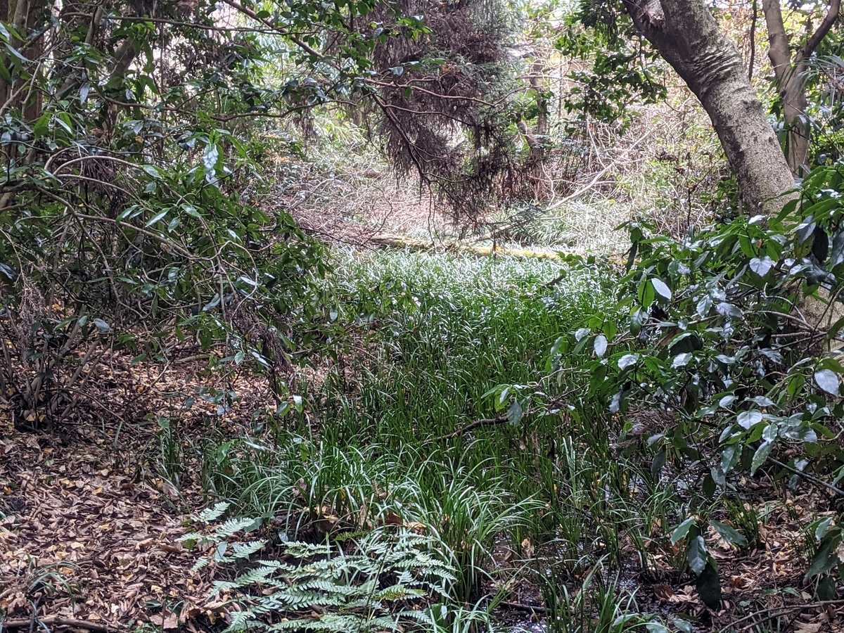 f:id:gari2:20210126153052j:plain