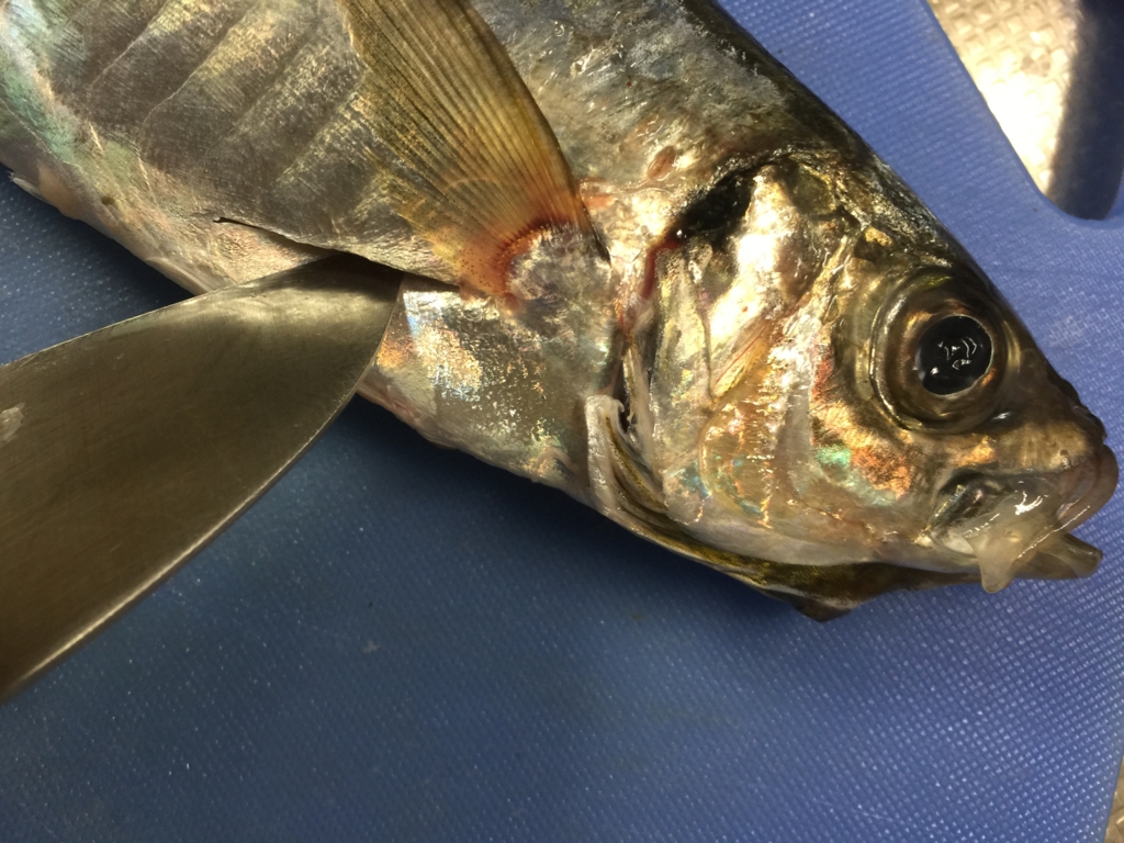 f:id:garigarigarikuson:20161011011254j:plain