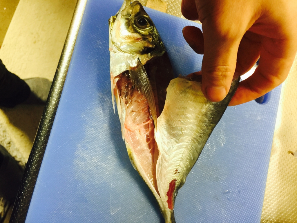 f:id:garigarigarikuson:20161011012515j:plain