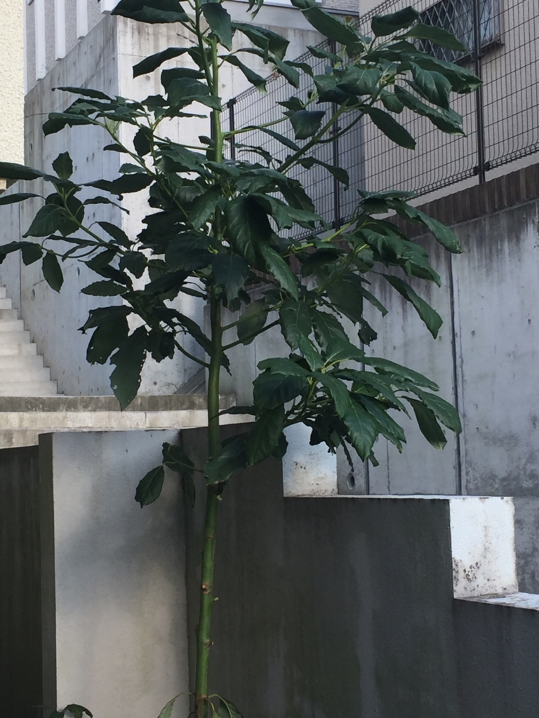f:id:garigarigarikuson:20161021003335j:plain