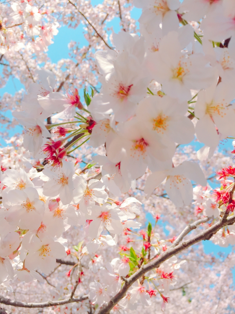 f:id:garigarigarikuson:20170416030403j:plain f:id:garigarigarikuson:20170416030403j:plain