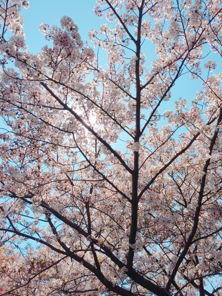 f:id:garigarigarikuson:20170416030704j:plain f:id:garigarigarikuson:20170416030704j:plain
