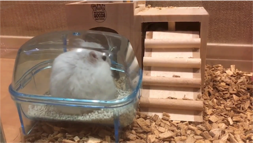 ハムスタートイレ 砂浴び 無能サラリーマンブログ