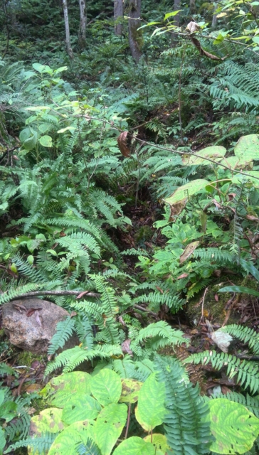 f:id:garimpo:20151013134213j:image f:id:garimpo:20151013134213j:image