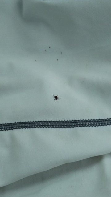 f:id:garimpo:20160727121301j:image