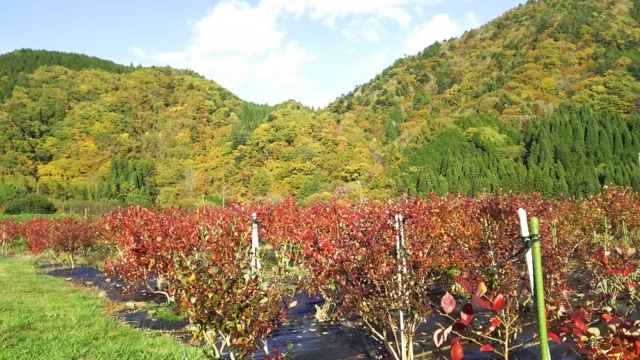 f:id:garimpo:20171030151100j:image