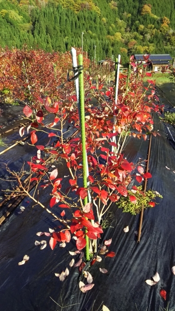 f:id:garimpo:20171030151124j:image