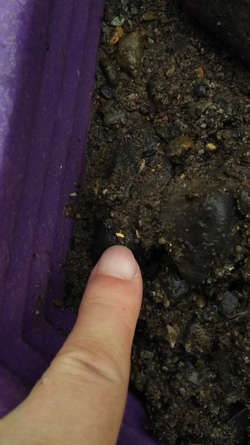 f:id:garimpo:20180904102228j:image f:id:garimpo:20180904102228j:image