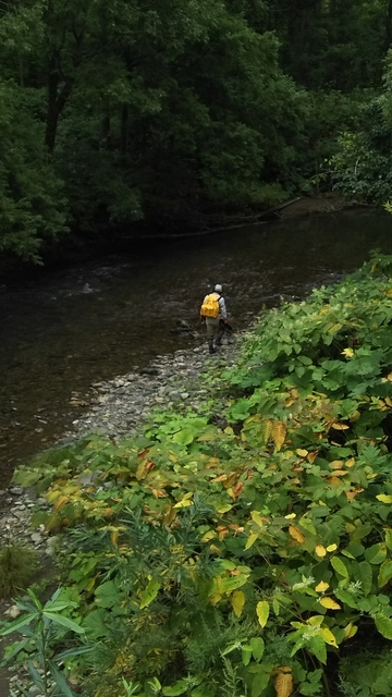 f:id:garimpo:20180904105250j:image f:id:garimpo:20180904105250j:image