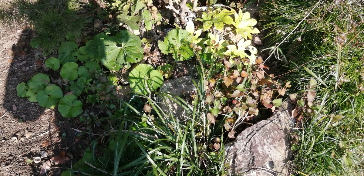 f:id:garimpo:20211101082331j:plain