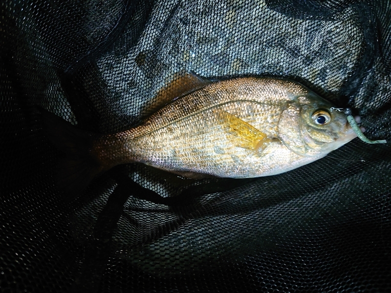 f:id:garkun484:20201213234632j:plain