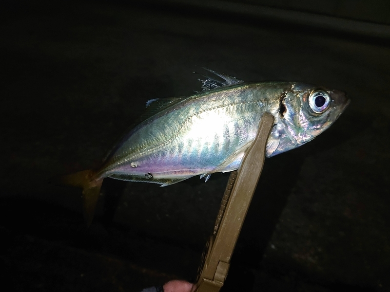 f:id:garkun484:20210712015411j:plain