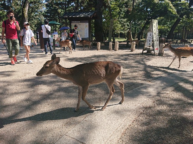 f:id:garkun484:20211011185133j:image