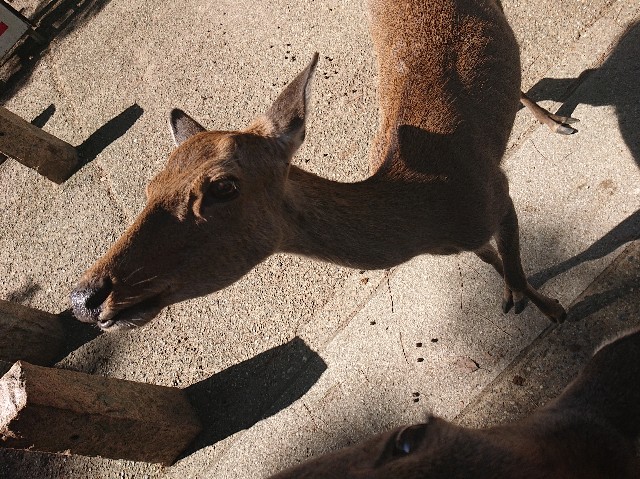 f:id:garkun484:20211011185359j:image