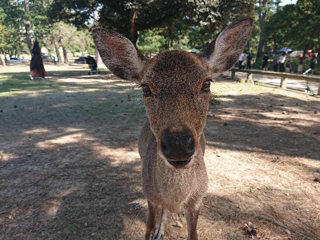 f:id:garkun484:20211011185411j:image