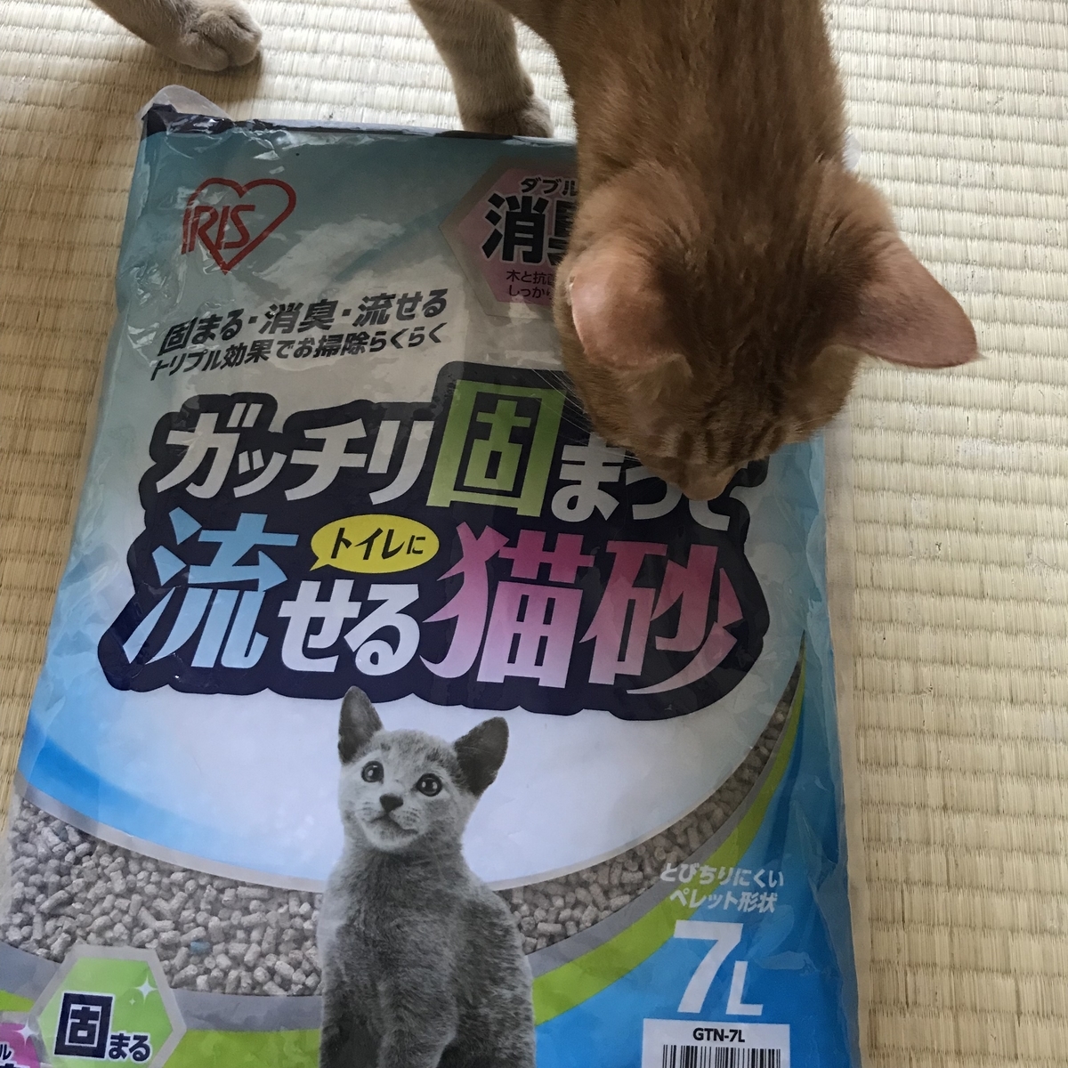 f:id:garlic_k:20210811120638j:plain