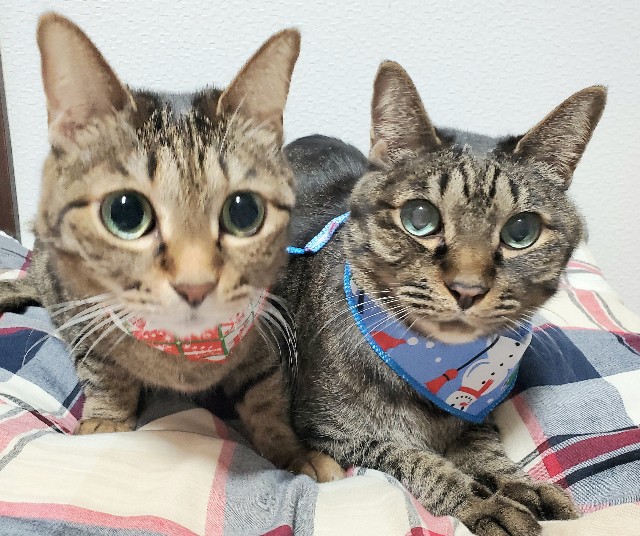 f:id:garomilk:20201226085237j:image