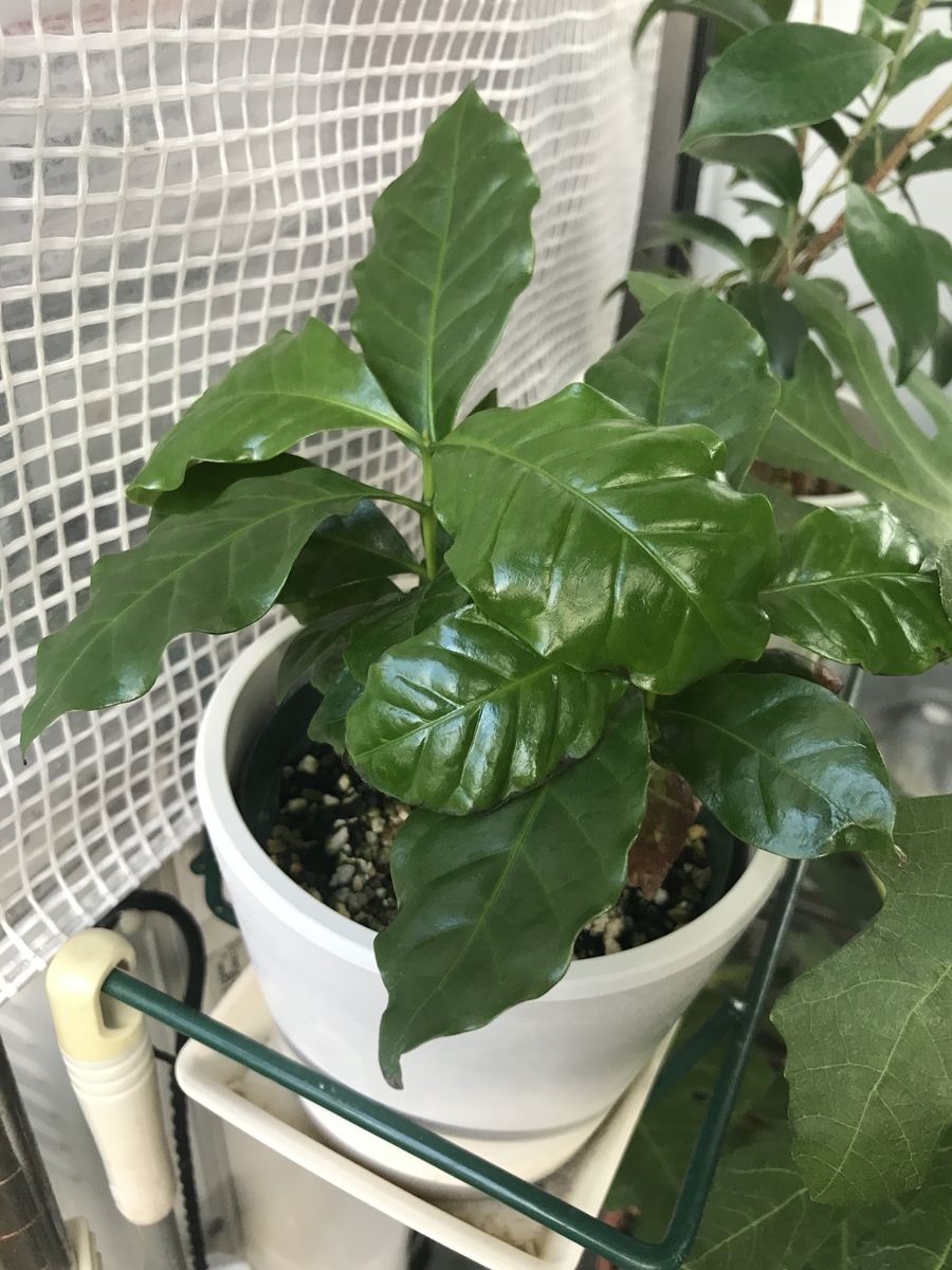 509 斑入り コーヒーの木 アラビカ種 実生 一点物 斑入り 植物（種類