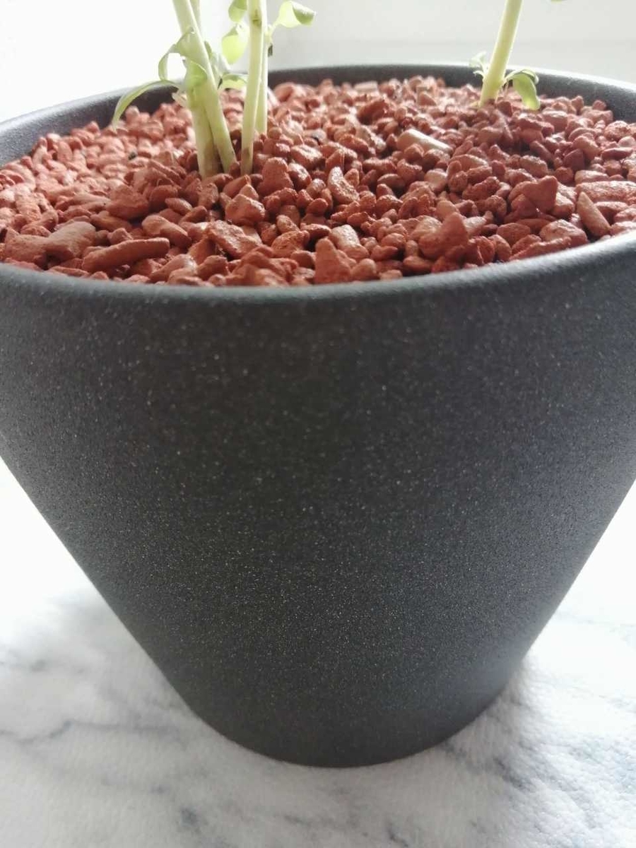 f:id:gaseri:20210613153556j:plain