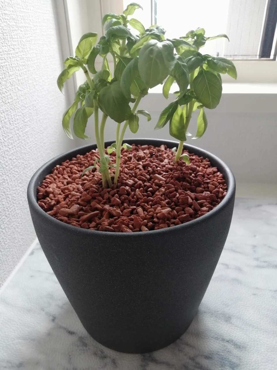 f:id:gaseri:20210613153617j:plain