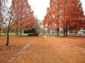 [風景]メタセコイア紅葉03（岐阜県各務原市那加門前町）