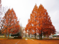 [風景]メタセコイア紅葉01（岐阜県各務原市那加門前町）