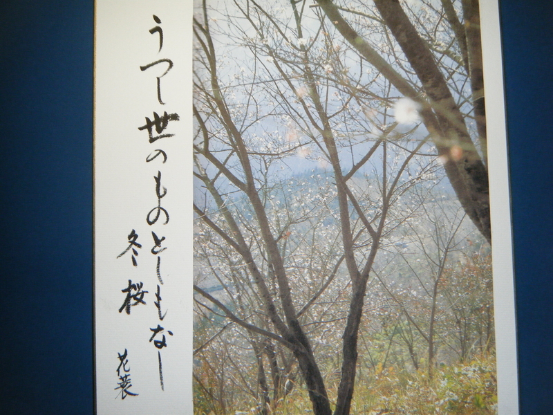 1月12日花と花言葉 歌句 剣持雅舟のブログ