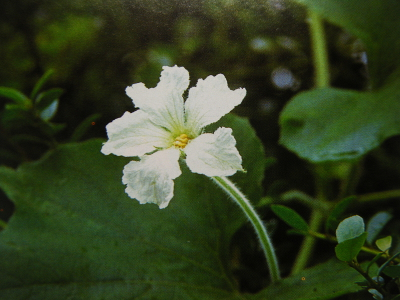 ９月６日 誕生日の花 花言葉 歌句 万葉歌 剣持雅舟のブログ