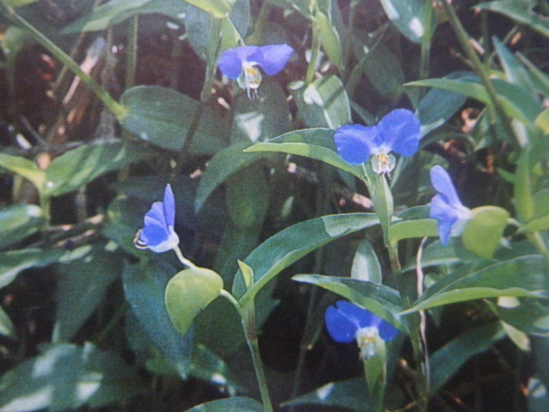 ９月１７日 誕生日の花 花言葉 歌句 万葉歌 剣持雅舟のブログ