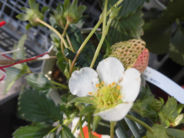 イメージ 6
