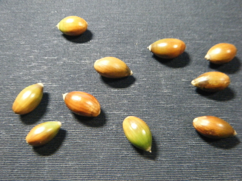 イメージ 6