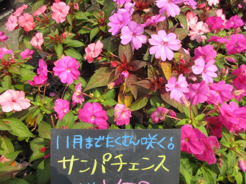 イメージ 3