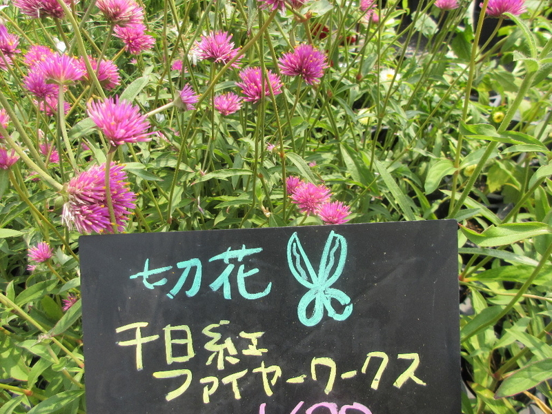 イメージ 4