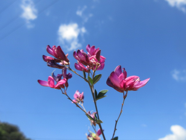 イメージ 5