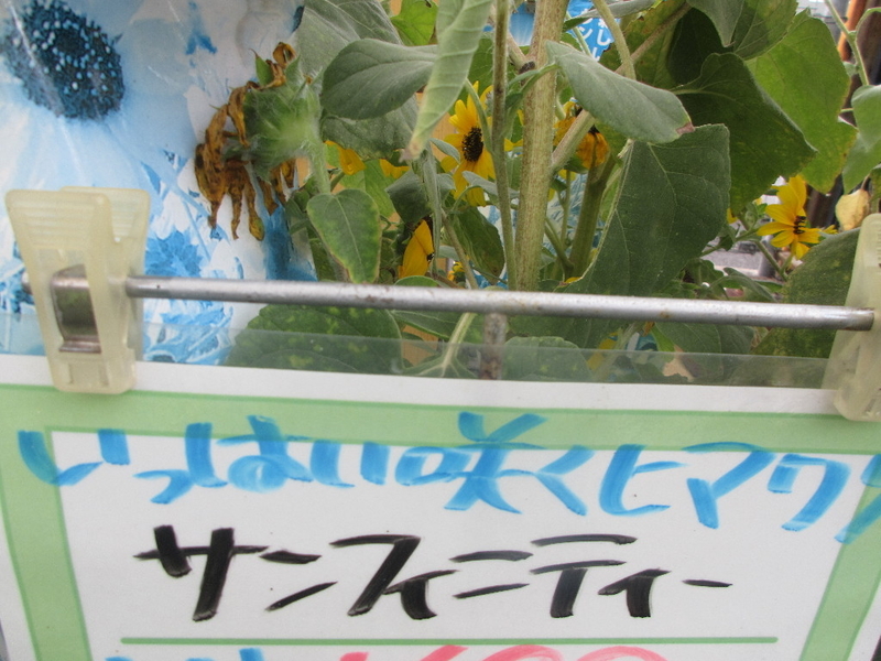 イメージ 1