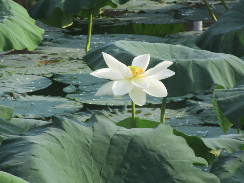 白蓮の花 剣持雅舟のブログ 白蓮の花 剣持雅舟のブログ