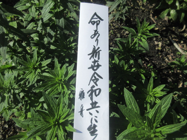イメージ 4