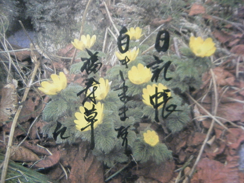 イメージ 4