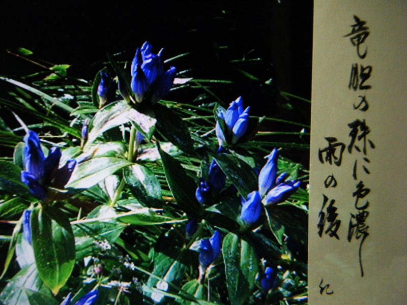 模様莧