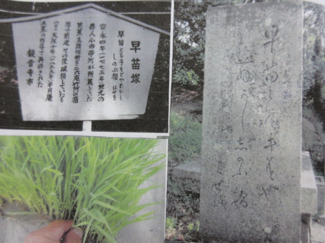 イメージ 6
