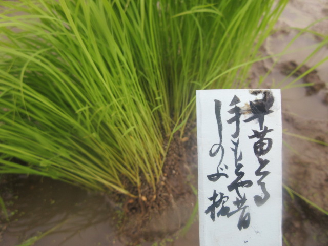 イメージ 3