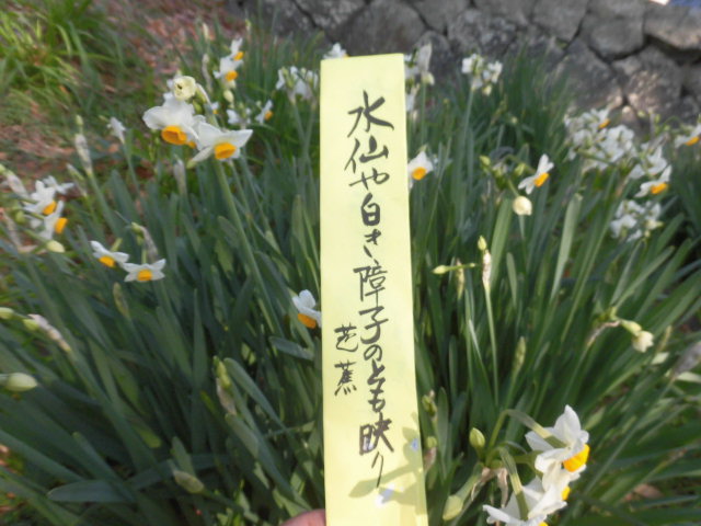 イメージ 5