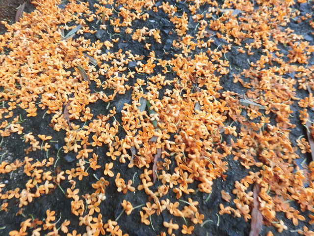 花野とは秋の季語 剣持雅舟のブログ