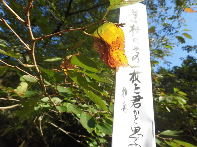 イメージ 6