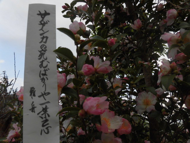 イメージ 5