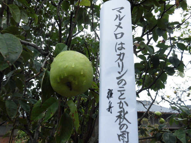 イメージ 4